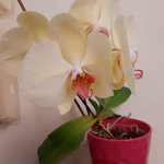 yelloworchid.jpg