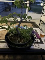 IMG_7478.jpeg