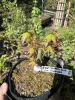 IMG_1711.jpeg