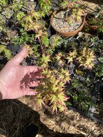 IMG_1713.jpeg