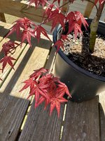 IMG_1273.jpeg