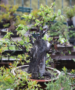 rando prunus.JPG