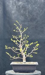 IMG_0783.jpeg