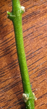 1712196386514.png