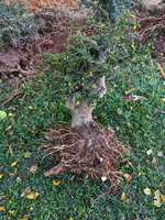 hollies3.jpg hollies3.jpg