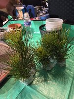 5 pines 4-6-24.jpg