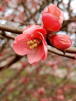 Flowering quince.jpg