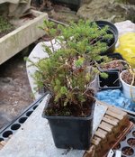 picea glehnii 2019 10 17 002.JPG