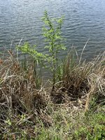 IMG_1757.jpeg