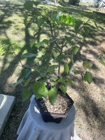 IMG_3319.jpeg