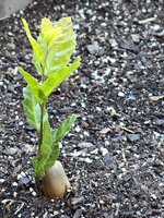 Cork Oak Seedling.jpg