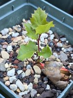Mystery Oak Seedling.jpg