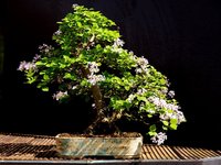 IMG_4071.jpeg