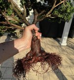 IMG_3726.jpeg