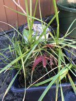 IMG_7173.jpeg