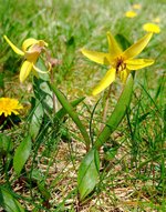 Yellow trout lily.jpg