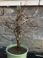 IMG_9092.jpeg
