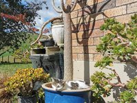 IMG_20240416_131003.jpg IMG_20240416_131003.jpg