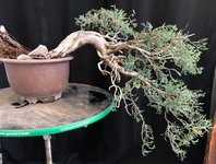 sierra juniper 16Apr24.jpg
