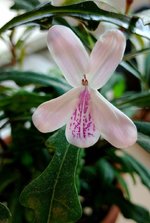 Twilight Orchid Plant (Pseuderanthemum sinuatum).jpg