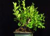 ficus1_01.jpg