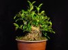 ficus2_02.jpg