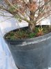Japanese White Pine #2.jpg