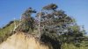 Seabrook Sitka Spruce.jpg