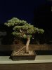 Juniper 2.jpg