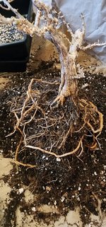 20240325_150842.jpg 20240325_150842.jpg