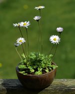 DSC_7382.JPG