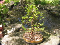 IMG_9013.JPG