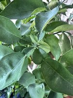 IMG_2149.jpeg