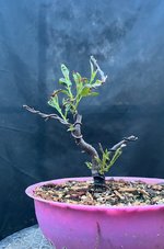 IMG_1067.jpeg IMG_1067.jpeg