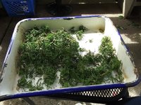 clippings.jpg clippings.jpg