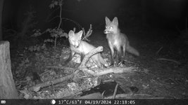 night-fox.jpg