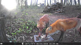 clean-fox.jpg