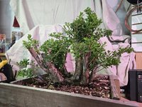 20240426_002917.jpg