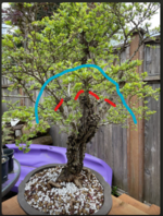chinese elm.png