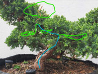 juniper 5.png
