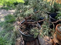 IMG_5396.jpeg