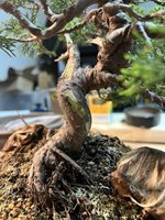 IMG_8164.jpeg