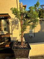 Juniper_01_IMG_0689.jpg