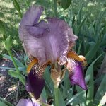 purple iris.jpg