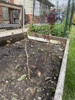 IMG_2352.jpeg