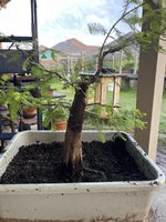 IMG_2064.jpeg
