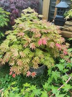IMG20240502195306.jpg