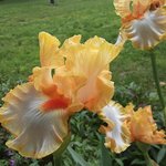 yellow iris today.jpg