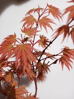 1714754954797441261793683020611.jpg 1714754954797441261793683020611.jpg