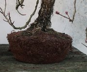 hydrangea petiolaris cordifolia 2024 02 15 (4).JPG